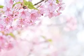 Cr&eacute;dence de cuisine avec fleurs de cerisier