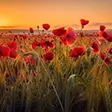 Papier peint photo Fleurs