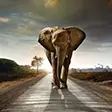 Papier peint photo Animaux
