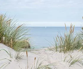 Papier peint photo Herbes des dunes