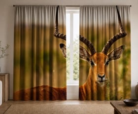 Rideaux Antilope
