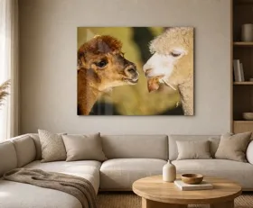 Tableau sur plexiglas Lama