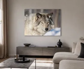 Tableau sur plexiglas Loup