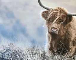 Tableau sur toile Vache Highland écossaise dans la lande