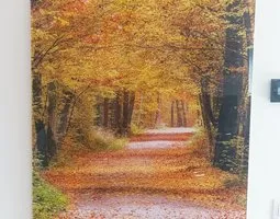 Tableau sur plexiglas Forêt d'automne