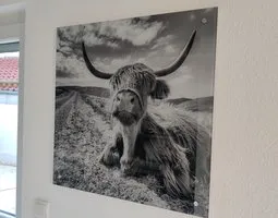 Tableau sur verre Vache highland portrait artistique en gros plan